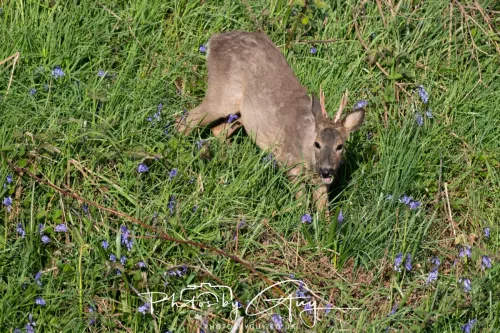 08 May 2025 : West Cumbria, near to Seascale : Roe Deer