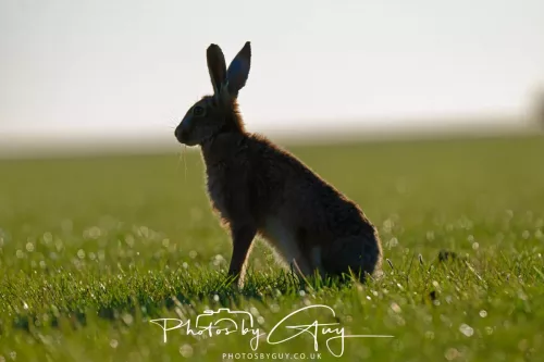 05 May 2026 : West Cumbria , Location withheld, at sunset - Hares