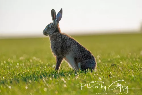 05 May 2026 : West Cumbria , Location withheld, at sunset - Hares
