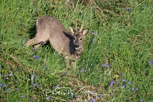 08 May 2025 : West Cumbria, near to Seascale : Roe Deer