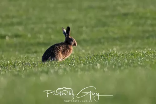 05 May 2026 : West Cumbria , Location withheld, at sunset - Hares