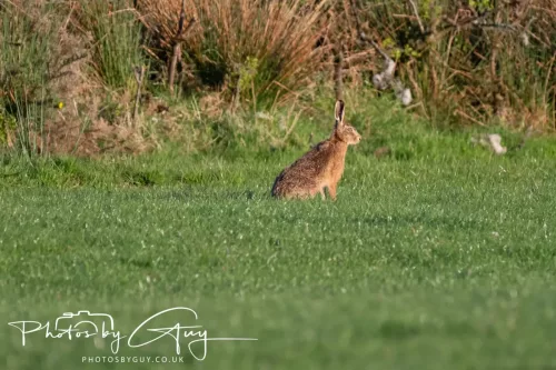 06 May 2025 : West Cumbria, Location withheld : Hares