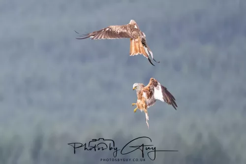 10 August 2025 : Red Kites at Dumfries and Galloway