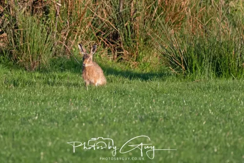 05 May 2026 : West Cumbria , Location withheld, at sunset - Hares