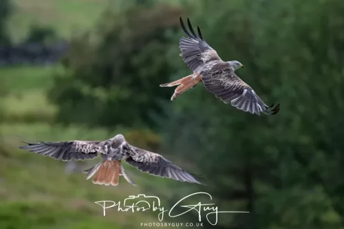 10 August 2025 : Red Kites at Dumfries and Galloway