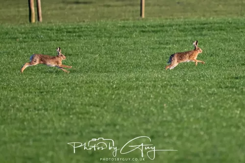 05 May 2026 : West Cumbria , Location withheld, at sunset - Hares