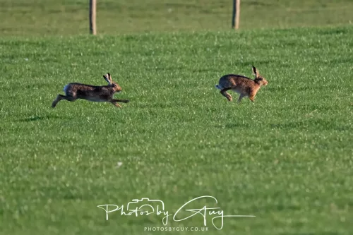 05 May 2026 : West Cumbria , Location withheld, at sunset - Hares