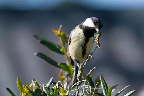 1o May 2025 : Parkside, Cumbria- Great Tit feeding young