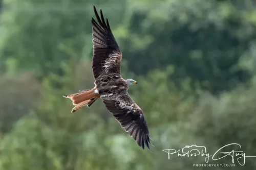 10 August 2025 : Red Kites at Dumfries and Galloway