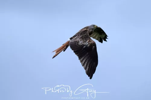 10 August 2025 : Red Kites at Dumfries and Galloway