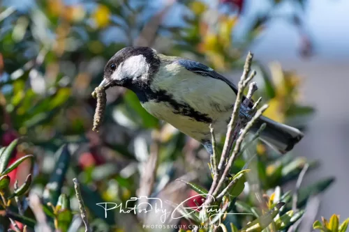 1o May 2025 : Parkside, Cumbria- Great Tit feeding young