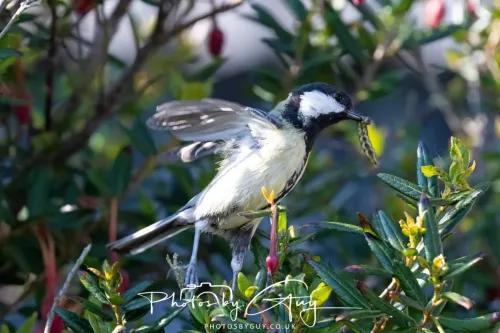 1o May 2025 : Parkside, Cumbria- Great Tit feeding young