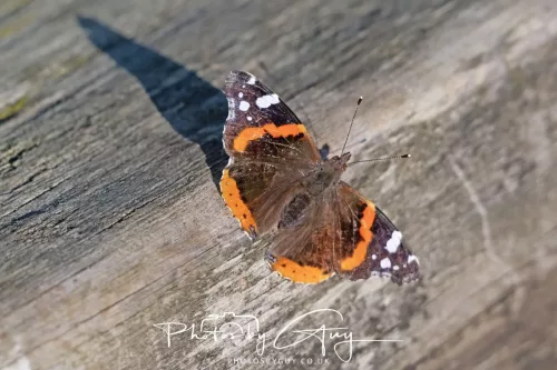 1 - 6 July 2025 - Red Admiral