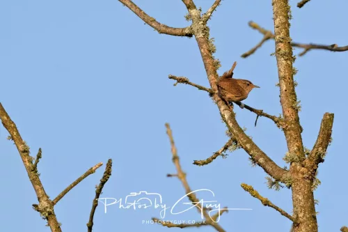 1 - 6 July 2025 - Wren