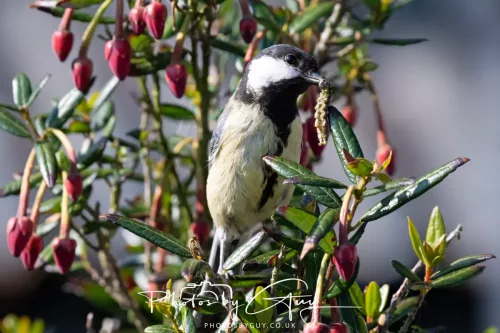 1o May 2025 : Parkside, Cumbria- Great Tit feeding young