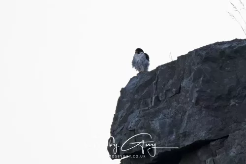 1 - 6 July 2025 - Peregrine