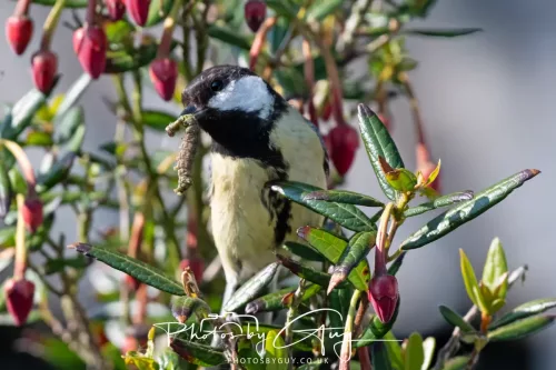 1o May 2025 : Parkside, Cumbria- Great Tit feeding young