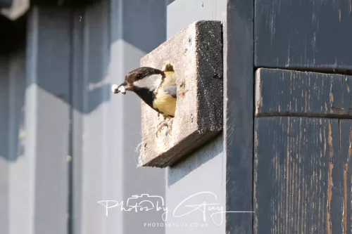 1o May 2025 : Parkside, Cumbria- Great Tit feeding young