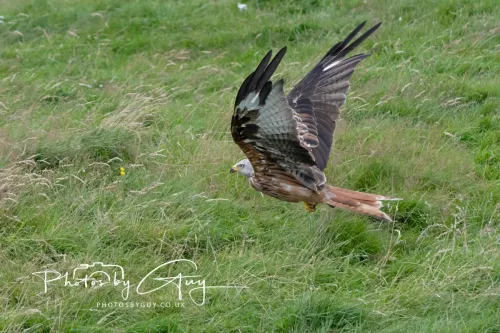10 August 2025 : Red Kites at Dumfries and Galloway