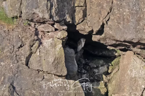 1 - 6 July 2025 - Barn Owl