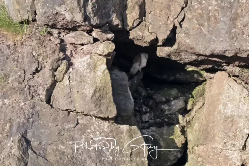 1 - 6 July 2025 - barn Owl