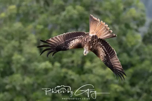 10 August 2025 : Red Kites at Dumfries and Galloway