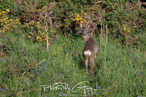 1o May 2025 : Marshland near Seascale, Cumbria - Roe Deer