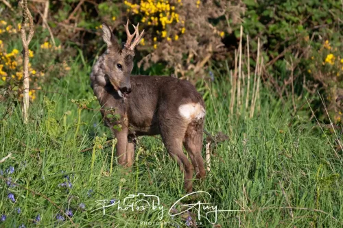 1o May 2025 : Marshland near Seascale, Cumbria - Roe Deer