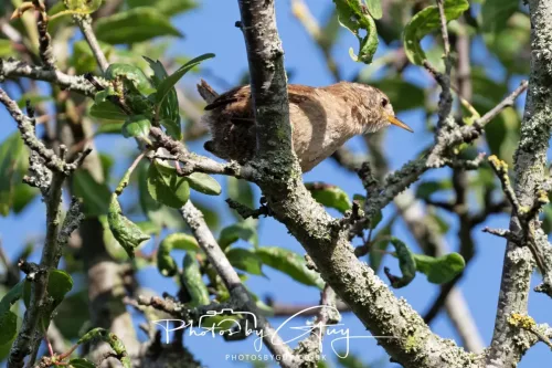 1 - 6 July 2025 - Wren