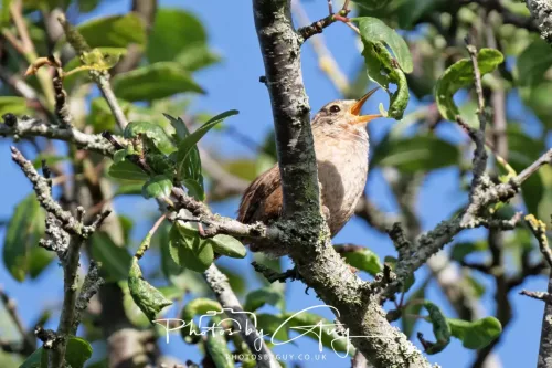 1 - 6 July 2025 - Wren