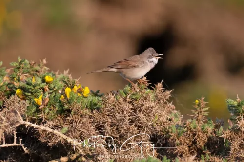 1o May 2025 : Marshland near Seascale, Cumbria - Common Whitehthroat