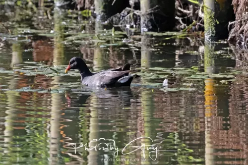 1 - 6 July 2025 - Moor Hen with young