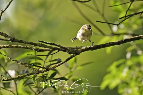 1 - 6 July 2025 - Blue tit Juv