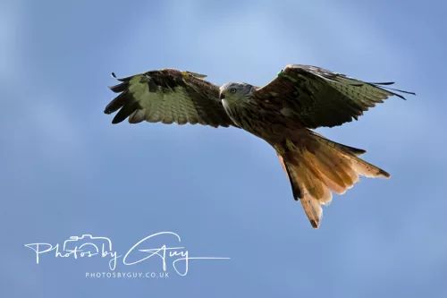 10 August 2025 : Red Kites at Dumfries and Galloway