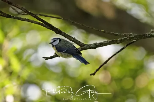 1 - 6 July 2025 - Juv Blue Tit