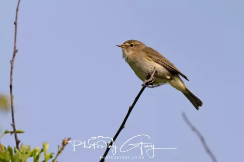 11 May 2025 : Marshland near Seascale, Cumbria -Chiffchaff