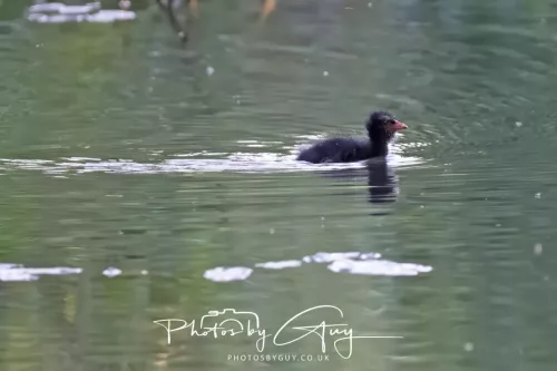 1 - 6 July 2025 - Juv Moorhen