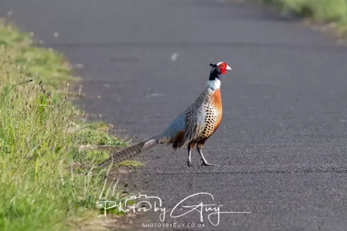 11 May 2025 : Marshland near Seascale, Cumbria - Ring Necked Pheasant
