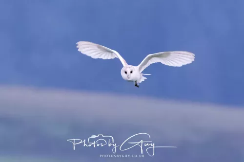 11 August 2025 - Barn Owl hunting just before the rain- West Cumbria