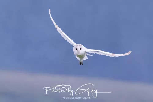 11 August 2025 - Barn Owl hunting just before the rain- West Cumbria
