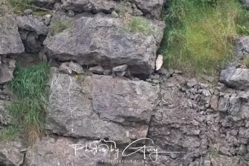 11 August 2025 Barn Owl chick out of the nest in West Cumbria