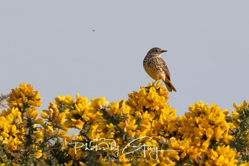 11 May 2025 : Marshland near Seascale, Cumbria - Meadow Pipit