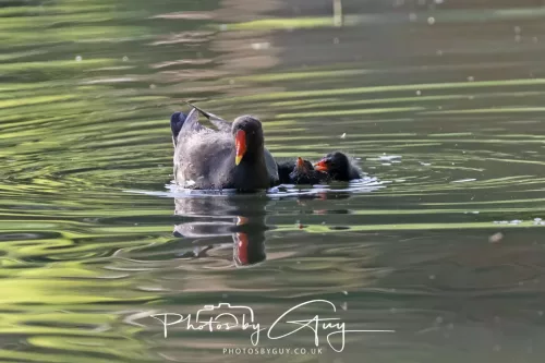 1 - 6 July 2025 - Moor Hen with young