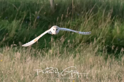 12 August 2025 - Near to Cleator Moor, West Cumbria - Hunting Barn Owls