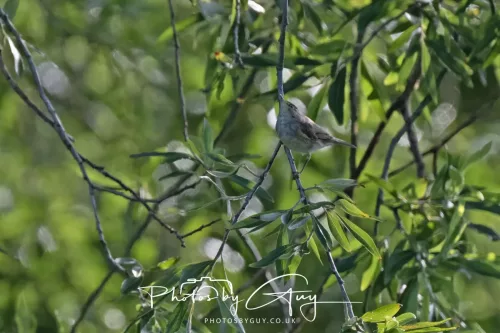 1 - 6 July 2025 - Willow Warbler