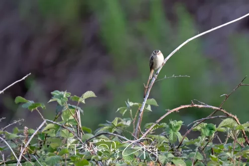 11 May 2025 : Marshland near Seascale, Cumbria - Sedge Warbler