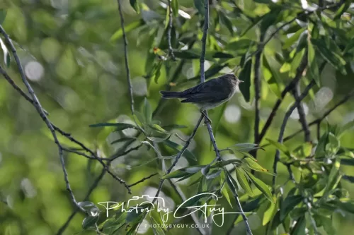 1 - 6 July 2025 - Willow Warbler