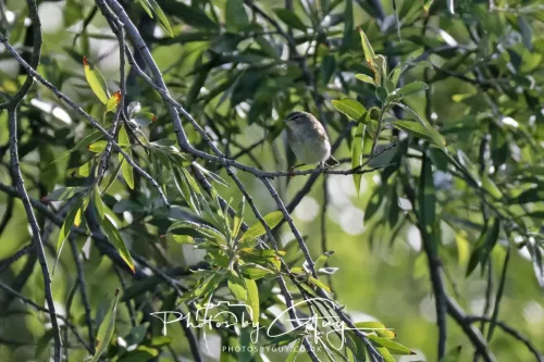 1 - 6 July 2025 - Willow Warbler