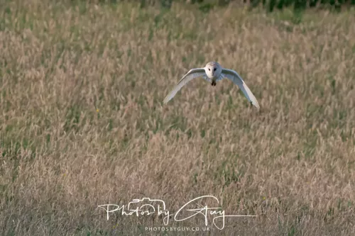 12 August 2025 - Near to Cleator Moor, West Cumbria - Hunting Barn Owls