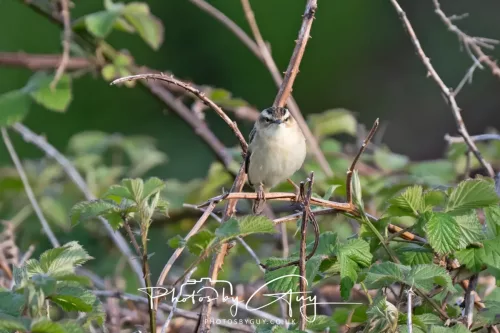 11 May 2025 : Marshland near Seascale, Cumbria - Sedge Warbler